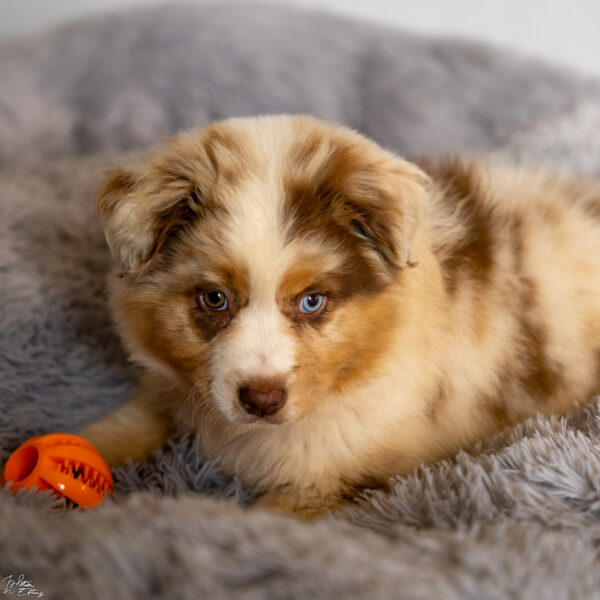 Chiot de race Berger Australien Couché dans son panier regardant devant