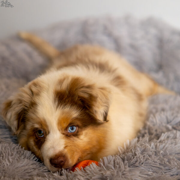 Chiot de race Berger Australien couché dans son panier